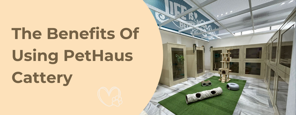 The Benefits Of Using PetHaus Cat Hotel