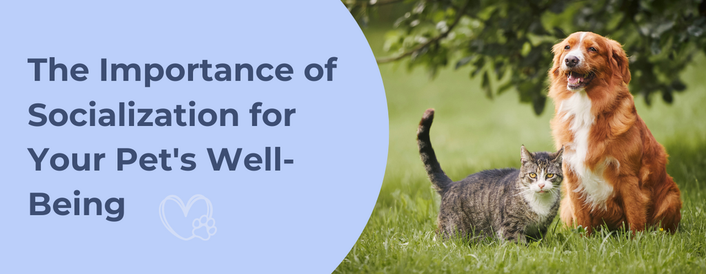 The Importance of Socialization for Your Pet's Well-Being