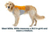 Ruffwear - Jet Stream Dog Cooling Vest - PetHaus General Trading LLC