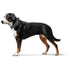 Hunter - Divo Dog Collar - PetHaus General Trading LLC