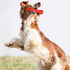 GiGwi - Johnny Stick Extra Durable Solid Rubber Dog Toy