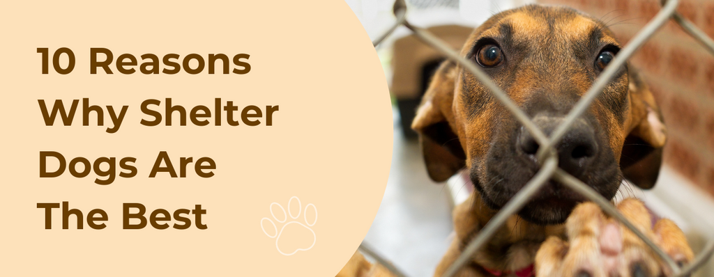 10 Reasons Why Shelter Dogs Are The Best