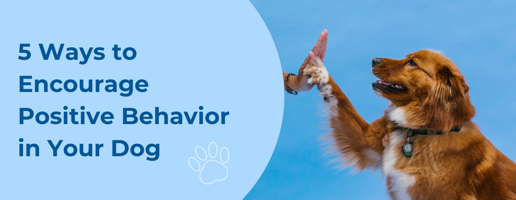 5 Ways to Encourage Positive Behavior in Your Dog