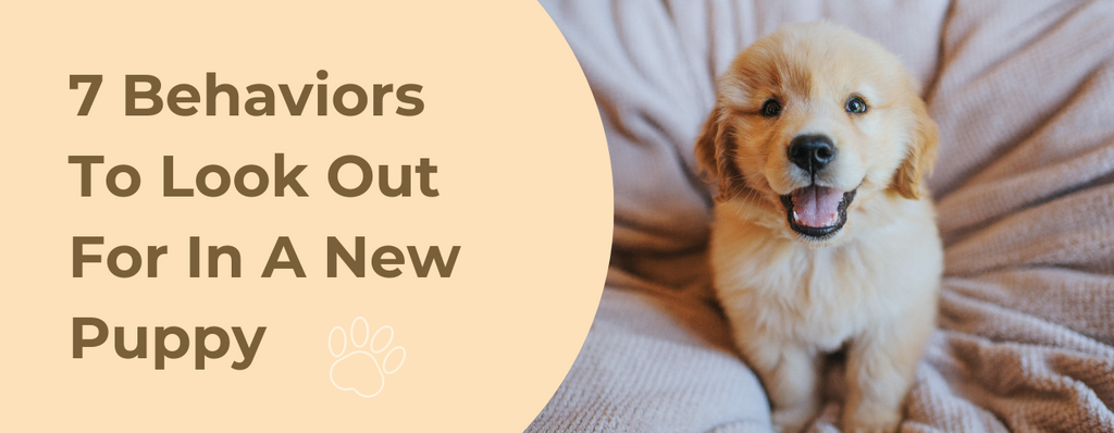 7 Behaviors To Look Out For In A New Puppy