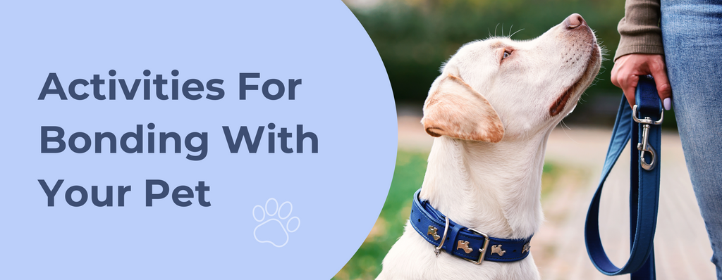 Activities For Bonding With Your Pet