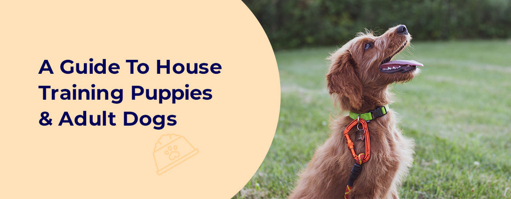 A Guide To House Training Puppies & Adult Dogs