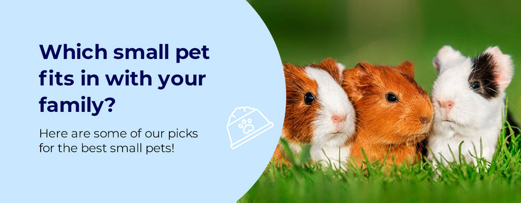 Choosing The Right Small Pet For Your Family