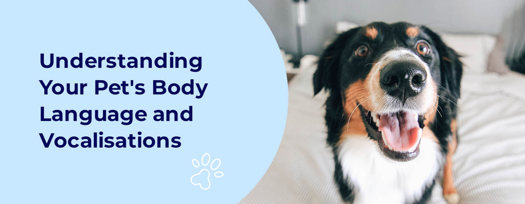 Understanding Your Pet's Body Language and Vocalisations