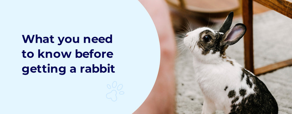 What You Need To Know Before Getting A Rabbit.