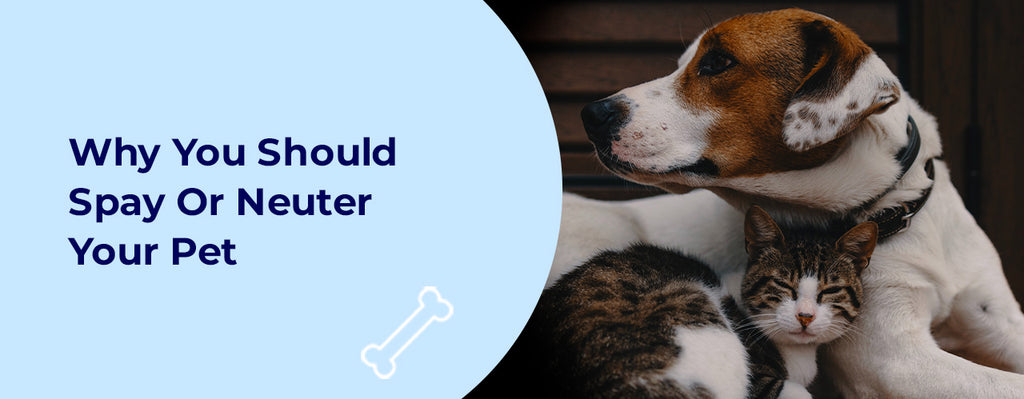 Why You Should Spay Or Neuter Your Pet