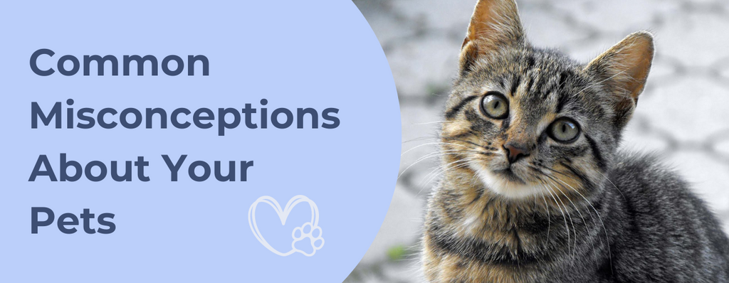 Common Misconceptions About Your Pets