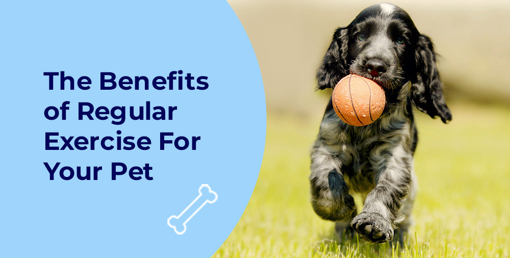 The Benefits of Regular Exercise For Your Pet