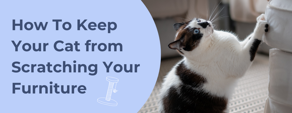 How To Keep Your Cat from Scratching Your Furniture