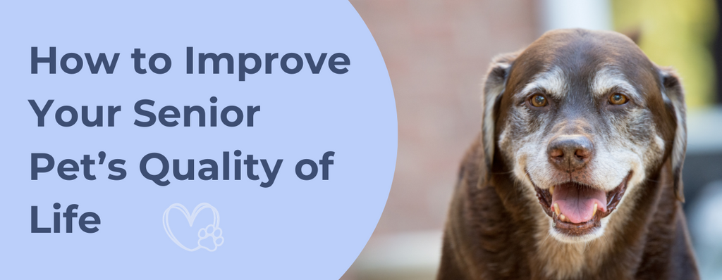 How to Improve Your Senior Pet’s Quality of Life
