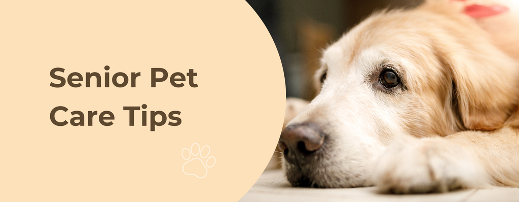 Senior Pet Care Tips