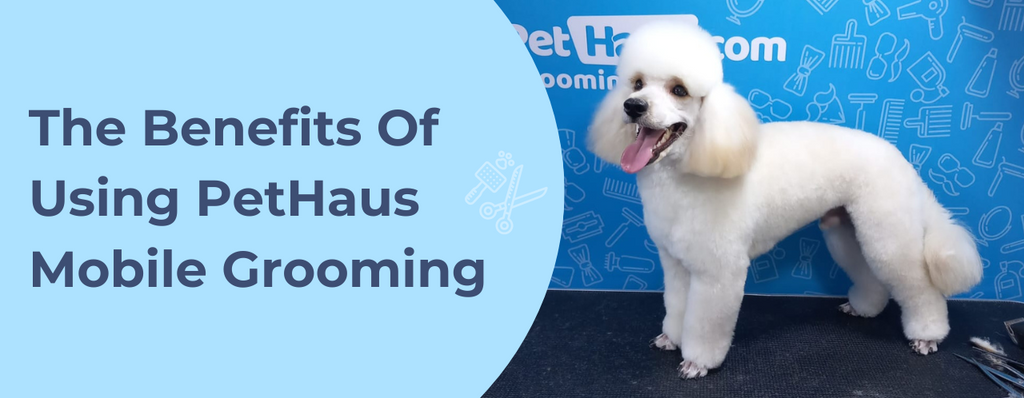 The Benefits of Using PetHaus Mobile Grooming