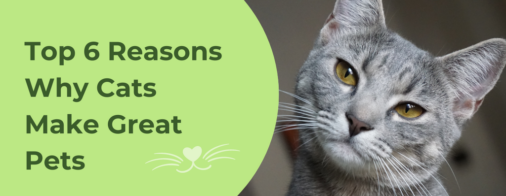 Top 6 Reasons Why Cats Make Great Pets
