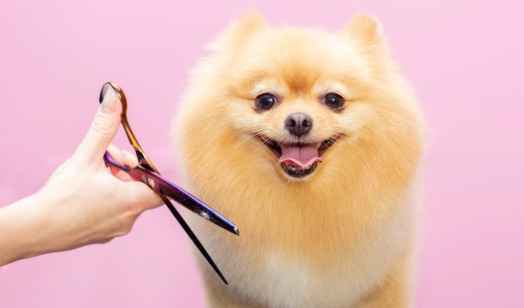 8 Grooming Tips for Pets
