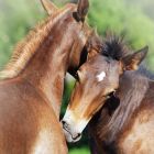 HORSE HEALTH &amp; WELLNESS