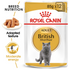 Royal Canin - Feline Breed Nutrition British Shorthair (85g) - PetHaus General Trading LLC