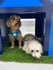 Dog Daycare Packages