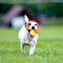 SKIPDAWG - X-Foam Ball for Dogs (Medium) - PetHaus General Trading LLC