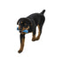 West Paw - Drifty Seaflex Dog Toy - PetHaus General Trading LLC