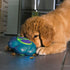 Kong - Flipz Dog Toy - PetHaus General Trading LLC