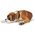 Hunter - Vario Basic Dog Collar - PetHaus General Trading LLC