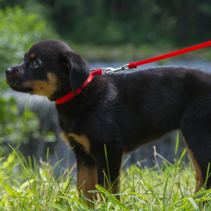 Lupine Pet - Basic Solids Padded Handle Dog Leash 4ft - PetHaus General Trading LLC