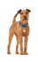 Hunter - London Dog Collar - PetHaus General Trading LLC