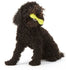 Westpaw  - Design Hurley Dog Bone - PetHaus General Trading LLC