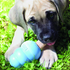 Kong - Ziggies Puppy (Small) - PetHaus General Trading LLC